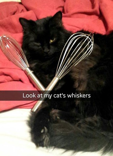 cat holds "whiskers" for mixing food