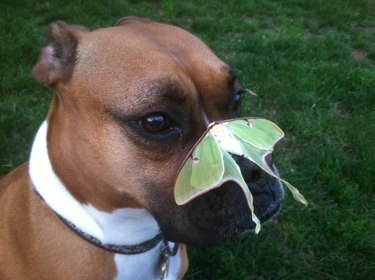Large butterfly perched on dog's nose.