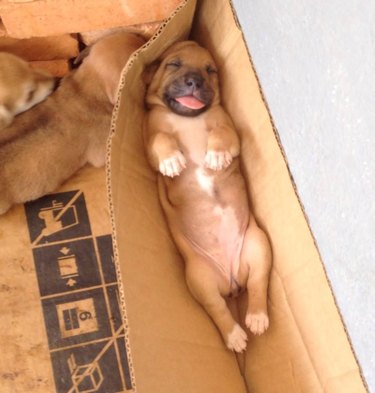 Puppy sleeping on the side of a cardboard box away from two other puppies.