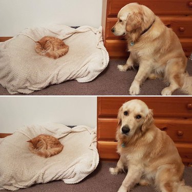 Cat sleeping in dog bed while dog stands by.