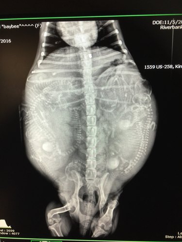 X-ray of a pregnant dog