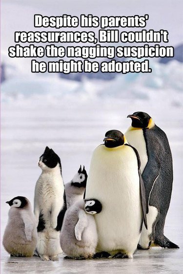 24 Memes That Prove Penguins Are The Funniest Animals On Earth