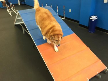 This Obese Golden Retriever Is Getting Back into Shape by Hitting the Gym
