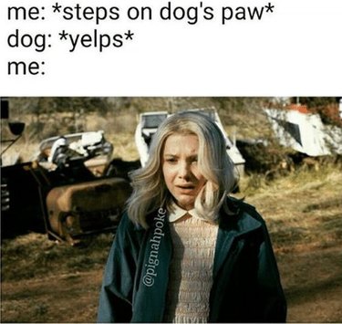 17 Times This Was You When You Stepped on Your Dog