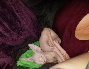 Hairless cat sleeps in a scrrunched up position.