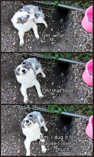 Dog sits next to hole under fence.