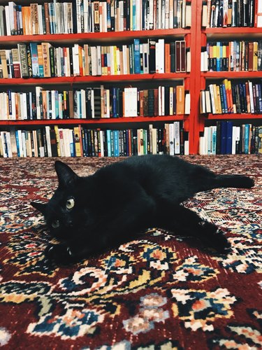 Black cat in a book store