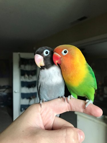 Colorful parrot finds a goth girlfriend & they're our new favorite lovebirds