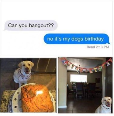 Pictures of dog's birthday party.