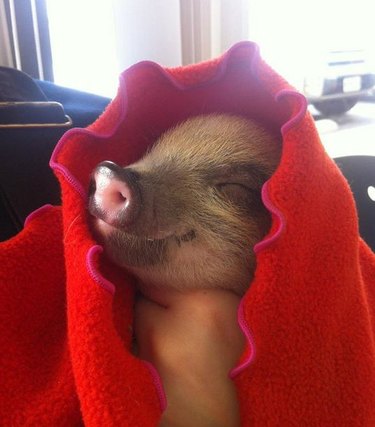 Piglet in a red blanket.