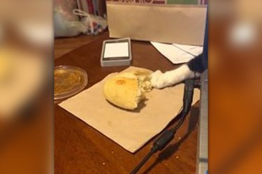Don't put food down around this sneaky cat bagel-ar