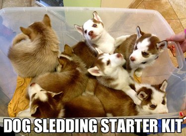 Box full of Husky puppies. Caption: Dog sledding starter kit