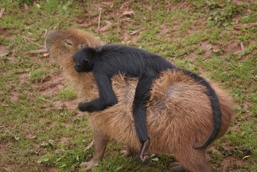 Capuchin monkey riding capybara.