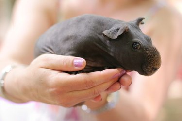 Tiny, Tiny Baby Animals That Will Melt You