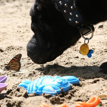 Dog sniffing butterfly on sand.