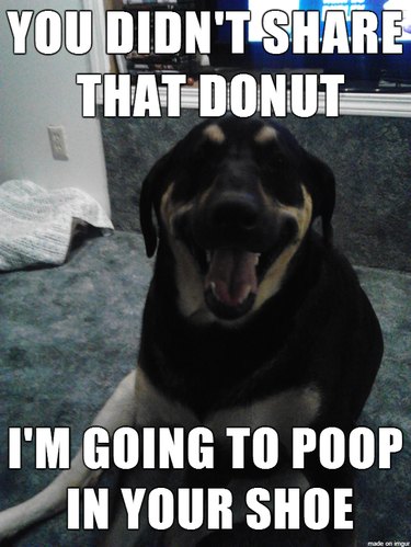 Cheerful-looking dog with caption: "You didn't share that donut. I'm going to poop in your shoe."