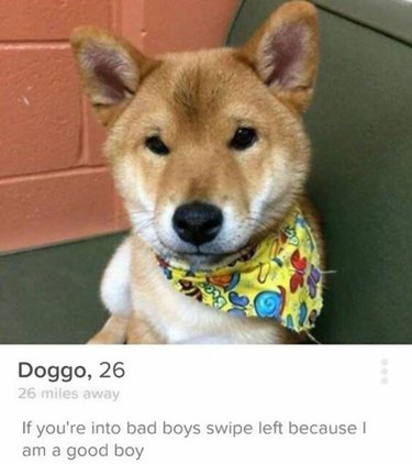 Just 19 Hilarious Profiles That Prove Tinder Is Better With Animals |  Cuteness