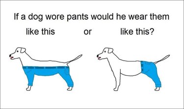 We know now how dogs actually wear pants IRL