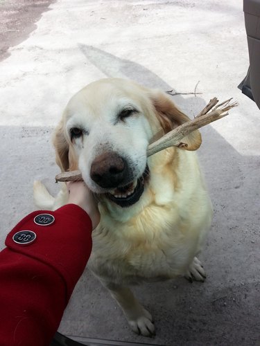 Older dog with stick