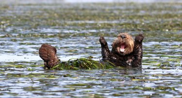 Prepare to LOL because the funniest wildlife photos of 2017 have been revealed