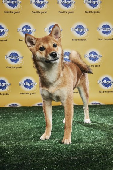 The lineups for Puppy Bowl 2018 have been revealed and OMG!