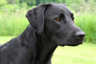 Working best sale black labrador