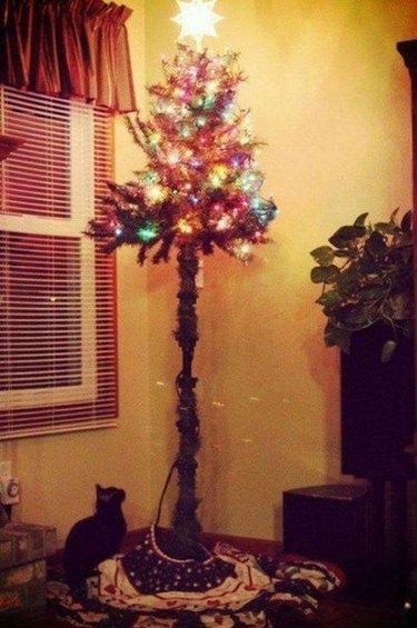 cat looking up at christmas tree that is very high up