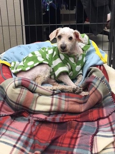 Neglected Chicago dog with severely matted coat gets epic shave and sweater makeover