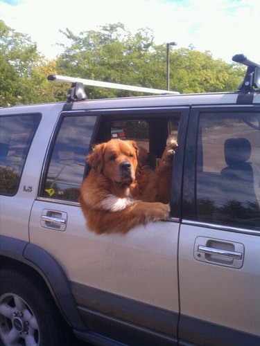 Dog hanging out car window.