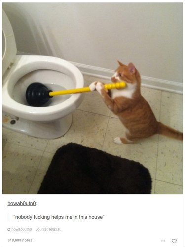 21 Tumblr posts about cats that will never not be funny