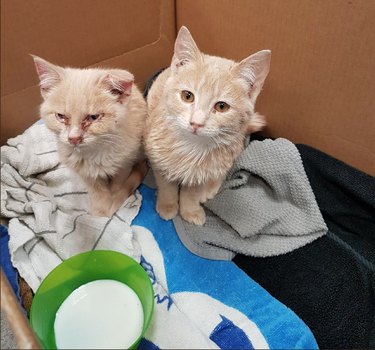 two kitties saved from ice