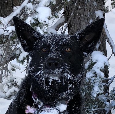 Dog in snow with frozen drool coming out of its mouth.