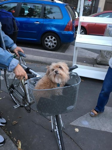 dog photo France