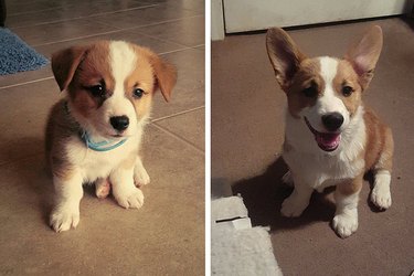 before and after photos of puppies and dogs