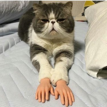 Cat with fake human hands