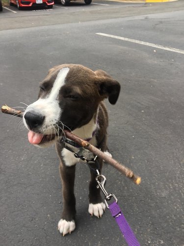 Puppy with small stick