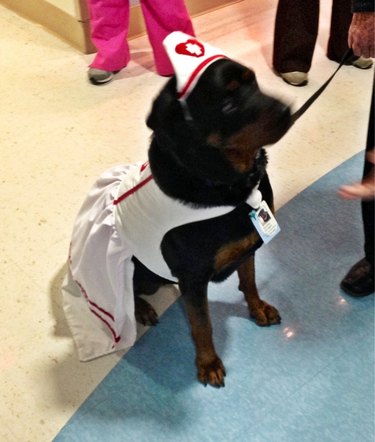 dog nurse