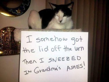 Cat shaming: "I somehow got the lid off the urn then I sneezed in Grandma's ashes!"