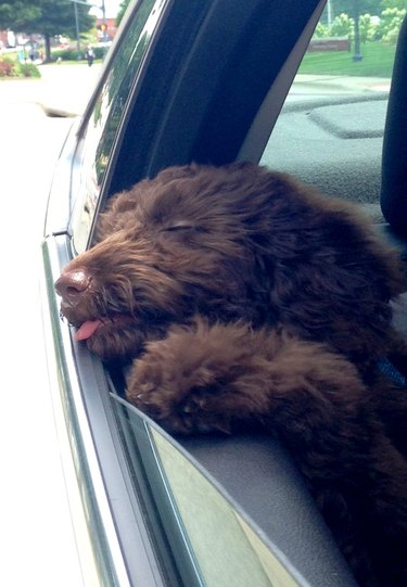 Dog sticking its head out car window