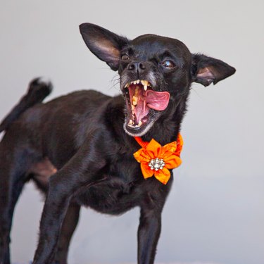 These Shelter Pet Photoshoot Bloopers Are Unbelievably Adorable