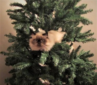 Cat lounging in Christmas tree