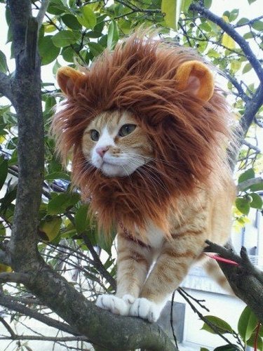 Cat dressed as a lion.