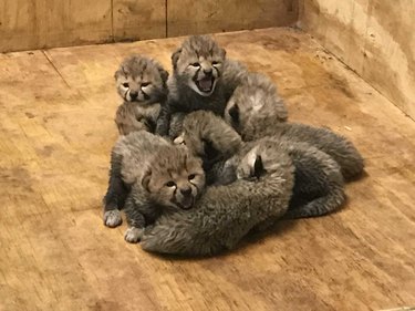 This Cheetah Gave Birth to a Record Number of Cubs & Spoiler — They're All Adorable