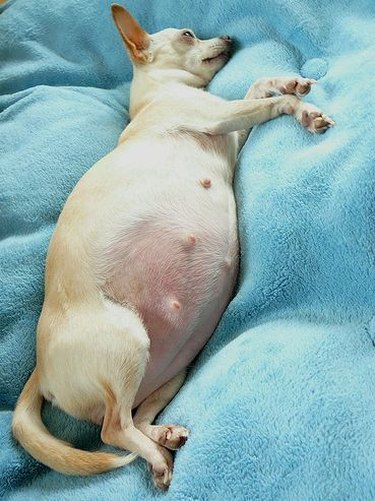 Pregnant Chihuahua lying on blue blanket