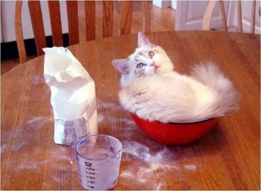 Baking Cat