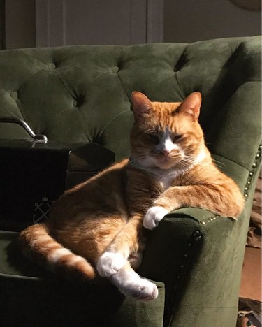 Cat on couch looking skeptical.