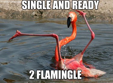 silly flamingo