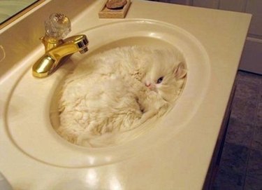 20 Cats Who Think They're Liquid