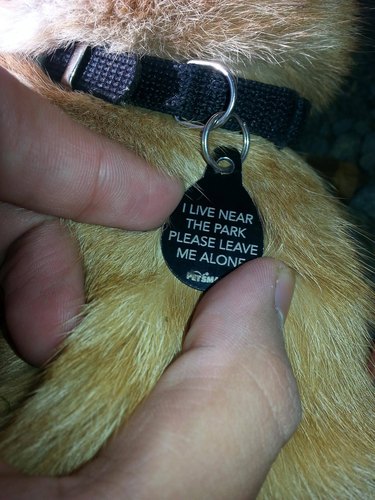 Cat's tag that says, "I live near the park. Please leave me alone."