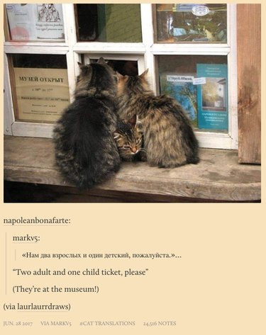 New Tumblr collects poorly translated cat captions from Russian